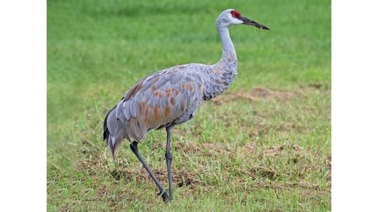 Sandhill Crane hunt gains support