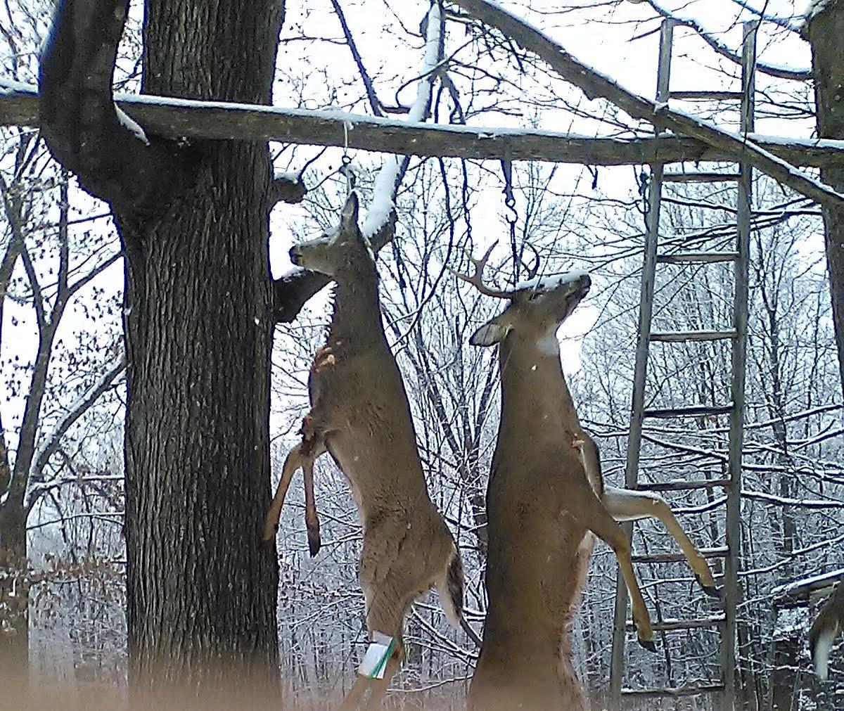The Numbers Increased in the 2024 Deer Harvest
